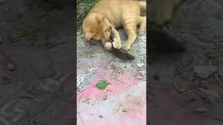 Gato brincando com o Rato vídeo interessante [upl. by Odrarebe150]