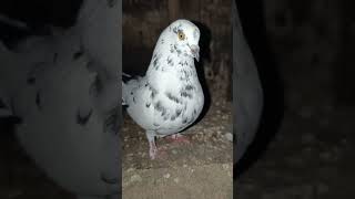 High Flying Pigeon shortviral birds viralvideo pigeon kabootar [upl. by Melville960]