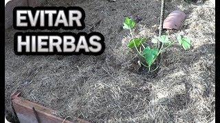 Como Evitar Las Malas Hierbas De Forma Natural En El Huerto Y Pasillo  La Huertina De Toni [upl. by Elwee]