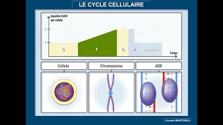 Tout savoir et comprendre sur le cycle cellulaire [upl. by Carina]