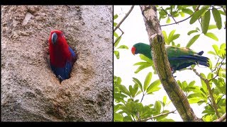 Eclectus Parrot Pair  Iron Range National Park [upl. by Elumas]