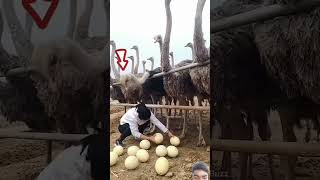 Clever Trick To Steal Ostrich Eggs shortvideoytshortseggs tricks [upl. by Alyar]