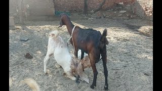 Baby goat is 1700 days old drinking milk it is a very funny video watch it fully [upl. by Anoj]