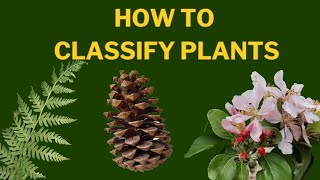 Learn Plant Classification  The Plant Kingdom [upl. by Gilus]