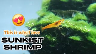 This is why I love Sunkist Shrimp Orange [upl. by Ande722]