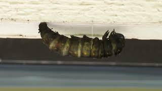 Pipevine Swallowtail  caterpillar to chrysalis [upl. by Florry]