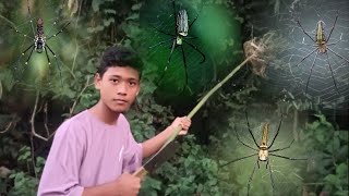 quotToday we are going to catch Nephila pilipes 🕷️quot [upl. by Adnawed]