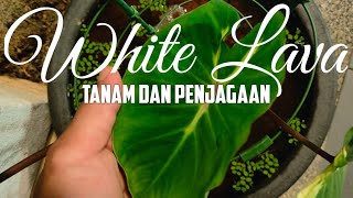 Cara Tanam dan Jaga COLOCASIA WHITE LAVA  COLOCASIA WHITE LAVA Care Tips  Keladi White Lava [upl. by Ehcor121]