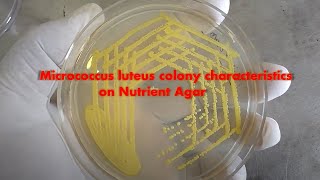 Micrococcus luteus colony characteristics on Nutrient Agar Demonstration [upl. by Hna506]