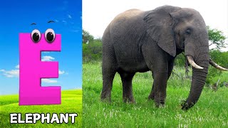 Animals ABC Song  Animals Alphabet Song  Alphabet Letters  Phonics for Kids [upl. by Consolata22]