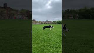 Molly slo mo gallop [upl. by Costin]