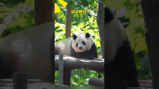 He Ye just one at a time no more National treasure giant panda He Ye Pandas understand Sic [upl. by Nirrad]