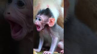 Ep674 Adorable Monkeys Doing Funny Things for Attention [upl. by Fernald]