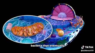 Evolution of Endosymbiosis in Eukaryotic Cells [upl. by Cale549]