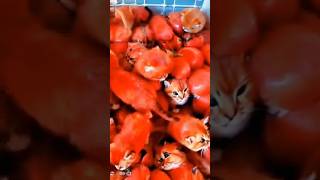 CHOTU KA ANIMAL TOMATO shorts FACTFIREKING [upl. by Tager]