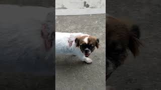 Very Energetic Dog dogloverforlife viralvideo doglovercommunity travel [upl. by Winter]