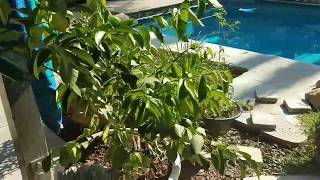 Wilting leafs on Meyer Lemon Citrus trees What to do [upl. by Newol]