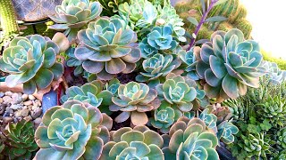 Echeveria Imbricata Plant Haul [upl. by Attenauq]