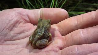 The Elusive Spadefoot Toad [upl. by Ditmore]