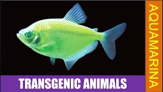 Top 10 transgenic animals  Genetically modified animals  Aquamarina [upl. by Barbe]