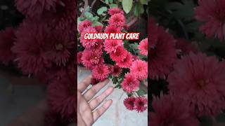 tips for more flowers on Guldaudi plant shorts youtubeshorts gardening guldaudi winterflowers [upl. by Jacobo]