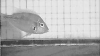 Thorichthys aureus  slow motion feeding [upl. by Neehs]