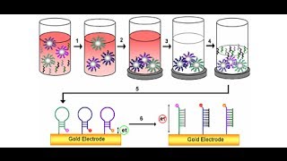 DNA Detection method [upl. by Rica765]