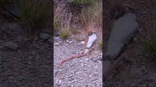 First Rattlesnake This Year in the Desert Southwest [upl. by Eniamrehc202]