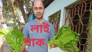 lai hak lai hakor recipe lai patta লাই শাক green leaf of assam lai patta lai sak lai hakor kheti [upl. by Eimrots]