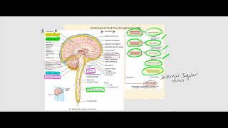 Lecture Video 5 The Brain [upl. by Hartmann409]