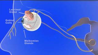 Effect of nasal stimulation on dry eye disease – Video abstract ID 101716 [upl. by Ardel558]