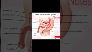 Male reproductive system malereproductivesystem reproduction biologynotes neet mbbs class12th [upl. by Holihs133]