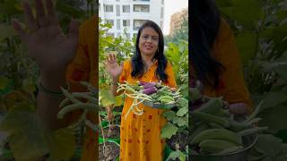 Harvested cowpea okra brinjal [upl. by Ecinereb]