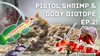 Pistol shrimpgoby quotbiotopequot pico marine tank  Ep 2 water equipment and first inhabitants [upl. by Annaillil]