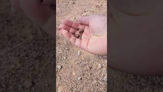 🇺🇸 Desert harvester antPogonomyrmex rugosus  드디어 발견 미국의 크고 아름다운 수확개미 [upl. by Turley790]