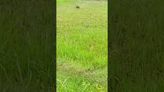 A mother shrikes hunting insect with her two baby Nice view [upl. by Amando]