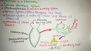 Excretion in Planaria Protonephridia [upl. by Darmit]