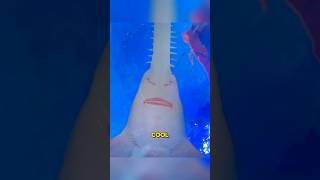 Sawfish really looks like a Chainsaw 😂 [upl. by Ameerak]