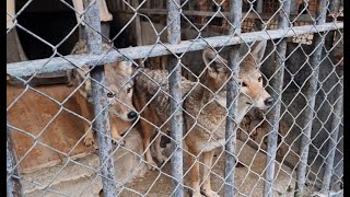 الذئب في حديقة الحيونات  الجزائر  Wolf in the zoo  Algeria  2024 [upl. by Neidhardt39]