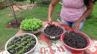 Como plantar coentro em vaso [upl. by Fraser]