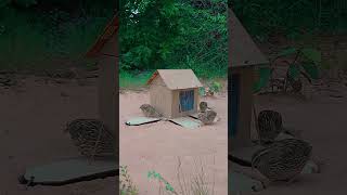 Create Amazing Quail Trap Using Cardboard Box and Hole shorts creative birdtrap quail [upl. by Sparhawk]