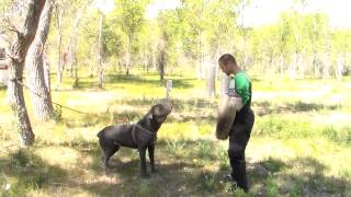 Neapolitan mastiff does some bite work [upl. by Eibor929]