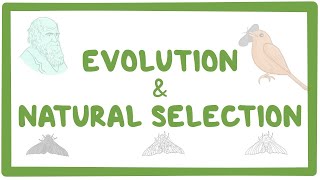 Evolution and Fossil evidence [upl. by Lenka431]