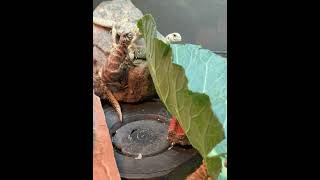 Ornate Uromastyx Eating Collared Greens [upl. by Ailil670]