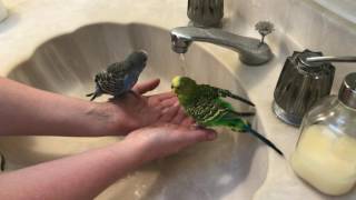 Talking Budgies Playing In The Sink [upl. by Valerio]