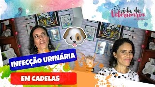 INFECÇÃO URINÁRIA EM CADELAS  VidaDeVeterinaria [upl. by Palladin941]