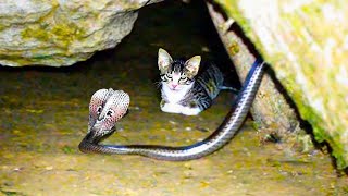 20 Times Cats Messed With The Wrong Snake [upl. by Nevek935]