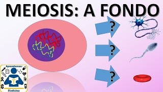 Division Celular Meiosis  🌐 división celular meiosis 🔬  fases  fácil y rápido  biología [upl. by Okramed]