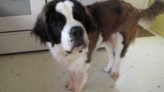 St Bernard Dog Talking [upl. by Haras]