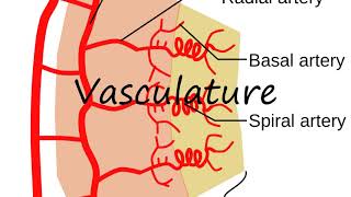 How to Pronounce Vasculature [upl. by Keane]